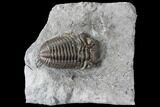 Long Eldredgeops Trilobite - Paulding, Ohio #85556-1